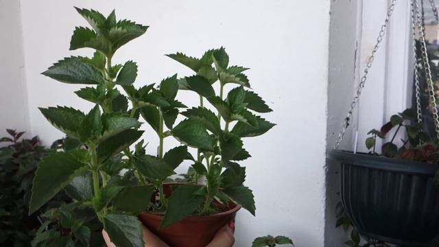 Ахименесы на каппилярных матах. смотреть онлайн