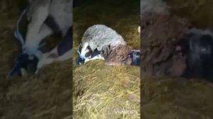 Обрезка рога у овец
