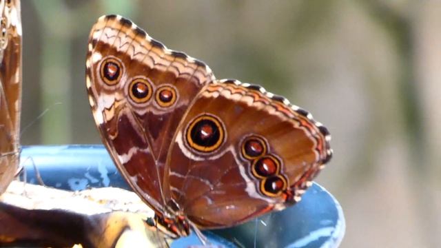 Seychellen Riesenschildkröte (Aldabrachelys gigantea) Bananenfalter Zoo Schönbrunn – FZ82 Superzoom смотреть онлайн