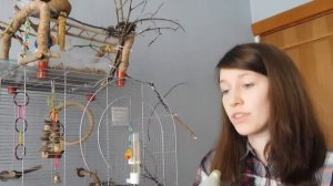 КАК ПРИРУЧИТЬ ПОПУГАЯ | КАК ПРИРУЧИЛА СВОИХ ВОЛНИСТИКОВ | РУЧНЫЕ ПОПУГАИ