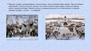 Население тундры и его основные занятия. Хозяйство. география 7 кл