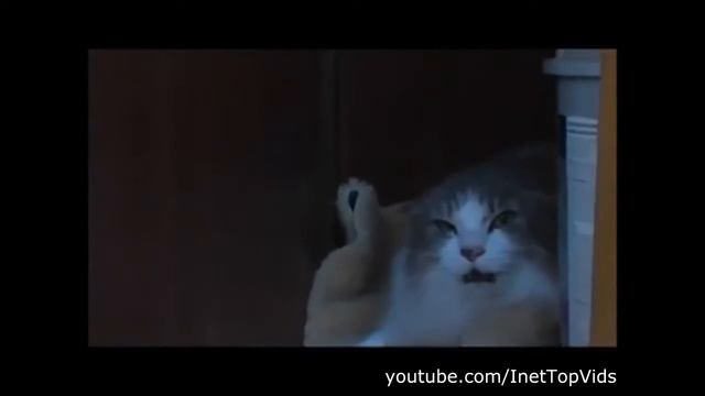 Юморина Смешные видио про животных
