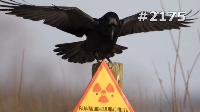 #2175. Вороны, грачи и галки (В мире животных) смотреть онлайн