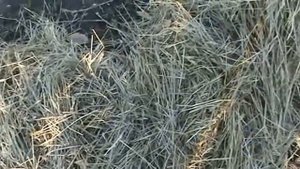 Укрытие клубники на зиму