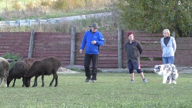 бордер-колли Крон на семинаре по пастьбе - собирающий стиль смотреть онлайн
