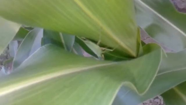 Богомол как хамелеон маскируется на кукурузе смотреть онлайн