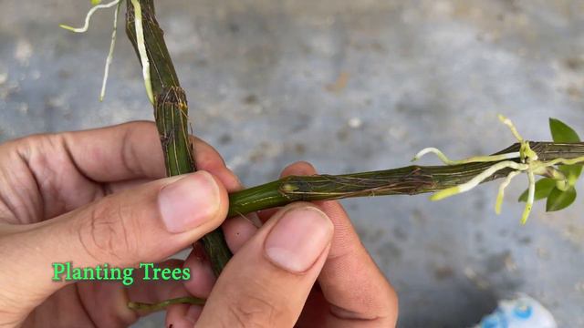 How to cut orchids with water in a plastic bottle смотреть онлайн