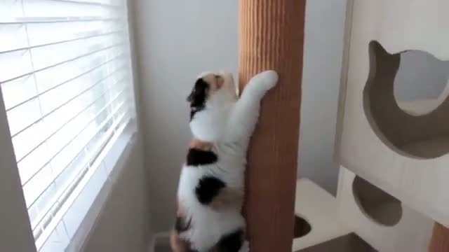 Энергичный кот)))