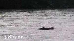 очень большая КАКАШКА шок!!!