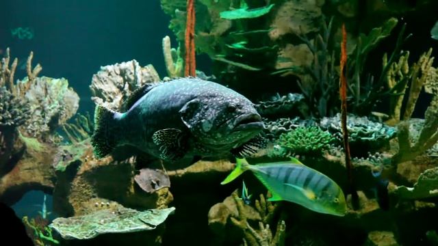 Питерский Океанариум - Группер смотреть онлайн