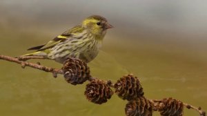 Звуки Природы.  Пение птиц - Чиж - Голоса птиц.