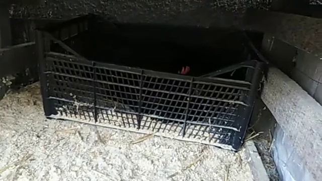 куры несушки 🐔🥚🥚 смотреть онлайн