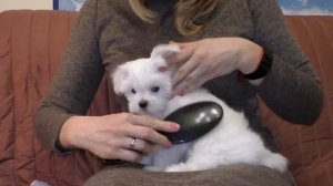 Расчесывание щенка мальтезе / Maltese Puppy Combing