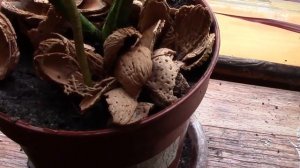 Монстера.  Уход за растением.  Мои монстеры подрастают!