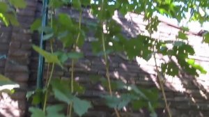 Виноград «Миднайт бьюти»: описание. Сигнальная гроздь. Сезон 2018