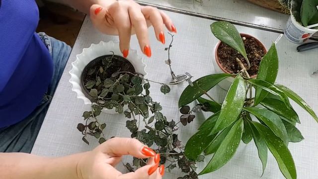 Как правильно ухаживать за хойями смотреть онлайн