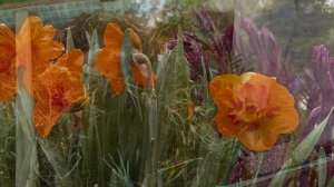 Батат съедобный от А до Я в природном земледелии.