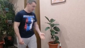 Уход за фикусом- каучуконосный 100% результат.