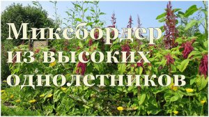 Миксбордер из ПРОСТЫХ однолетников!!!