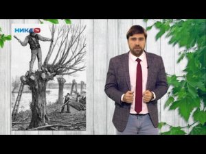 Поллардинг -что это!