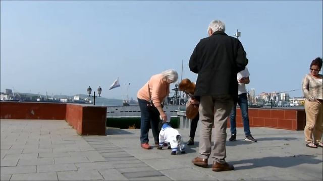 АТЕЛЬЕ ДЛЯ СОБАК "Фламенко". смотреть онлайн