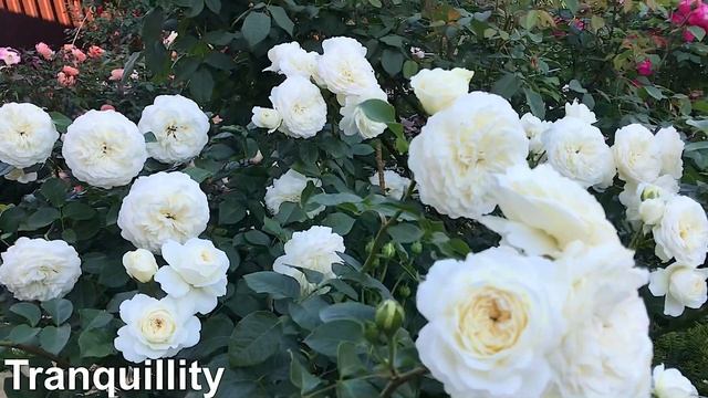 Сорта английских роз #DavidAustin #Tranquillity ? #Crocus Rose