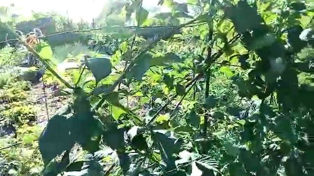 Кустовая роза. На даче у соседа. смотреть онлайн