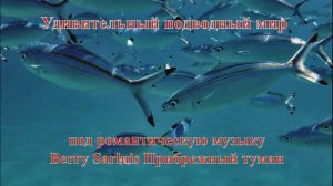 Удивительный подводный мир Ласточка Цезия лунная под музыку Paradise тема любви из Дикая орхидея