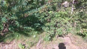 Выкопай сосну - спаси дерево!