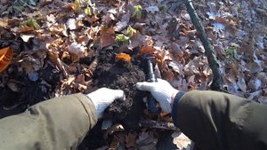 MINELAB X-TERRA 505 РЕАЛЬНЫЙ КОП И СИГНАЛЫ В ЛЕСУ