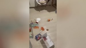 Сургутский енот разнес квартиру хозяйки
