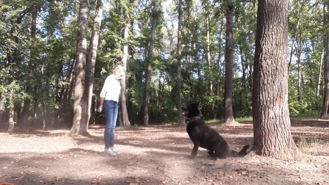 Восточно-европейская овчарка дрессировка