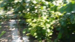 Обзор РАЗНЫХ СОРТОВ фундука. часть 1