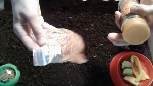 Что нужно для улитки?/ необходимые вещи для появления в доме улиток?
