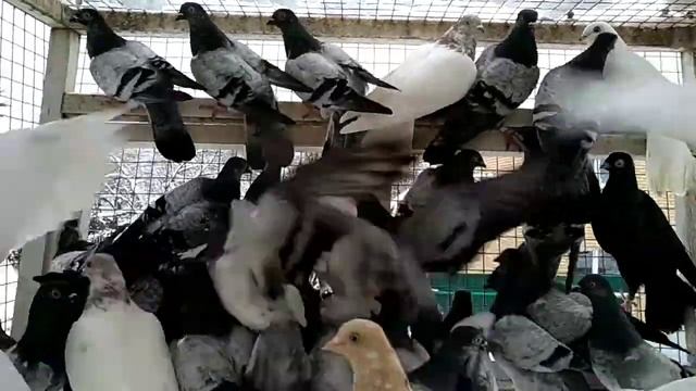 Мои голуби- только венгры. смотреть онлайн