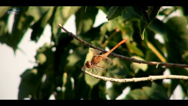 #1. 100 и 1 ночь: самостоятельное автопутешествие 100 дней в Среднюю Азию и на Памирский тракт смотреть онлайн