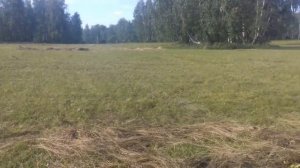 Как я сушил сено после дождей?