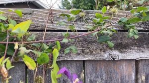 Clematis "Perrin's Pride" - Update - September 20