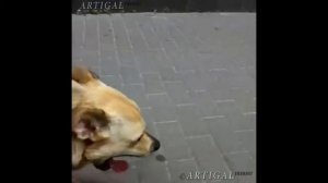 Самая громко зевающая собака. Смешные собаки.