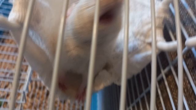 Что стало с моими питомцами за это время смотреть онлайн