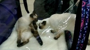 Чем тайские котята Изабель и Калиостро занимались в палатке на выставке кошек! Тайские кошки - это