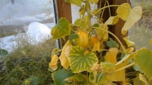 Огурец лимон Что за фрукт тако