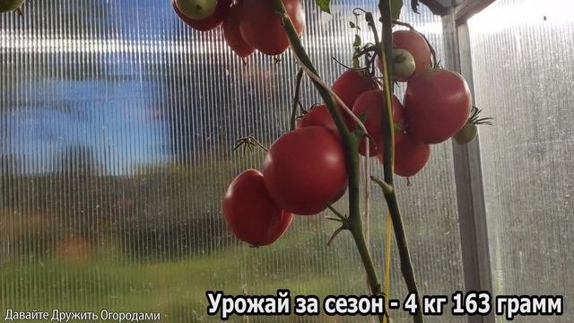 Томат Яша Югославский. Описание и внешний вид #томат #сорт #семена