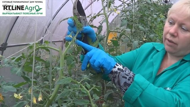 Как прищипывать главный стебель томатов в теплице. Выращивание томатов.