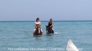 Купание в море на лошадях  HorseRiding Hurghada (Charlotte Freeman)