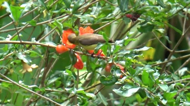 Птицы Таиланда. Нектарница. смотреть онлайн