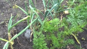 Как избавиться от медведки? Приглашаю на онлайн охоту! Animal world.