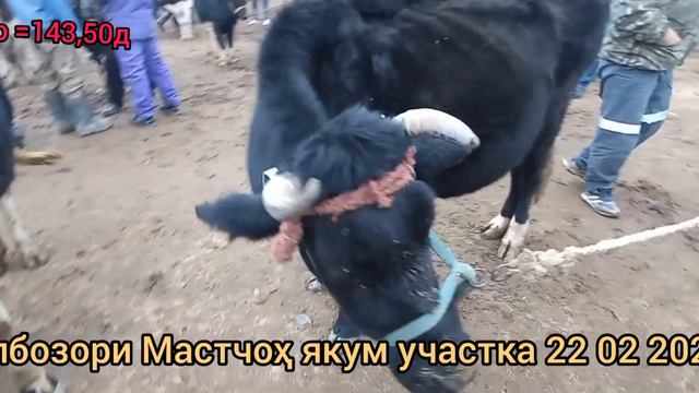 Молбозори Мастчоҳ якум участка 22 02 2023с смотреть онлайн