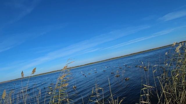 охота ПРЁТ. Северная утка на мой день рождения. SUMMER Northern duck for my birthday. смотреть онлайн