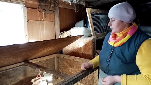 Техасские перепела. Собираю яйца ведрами. Содержание.